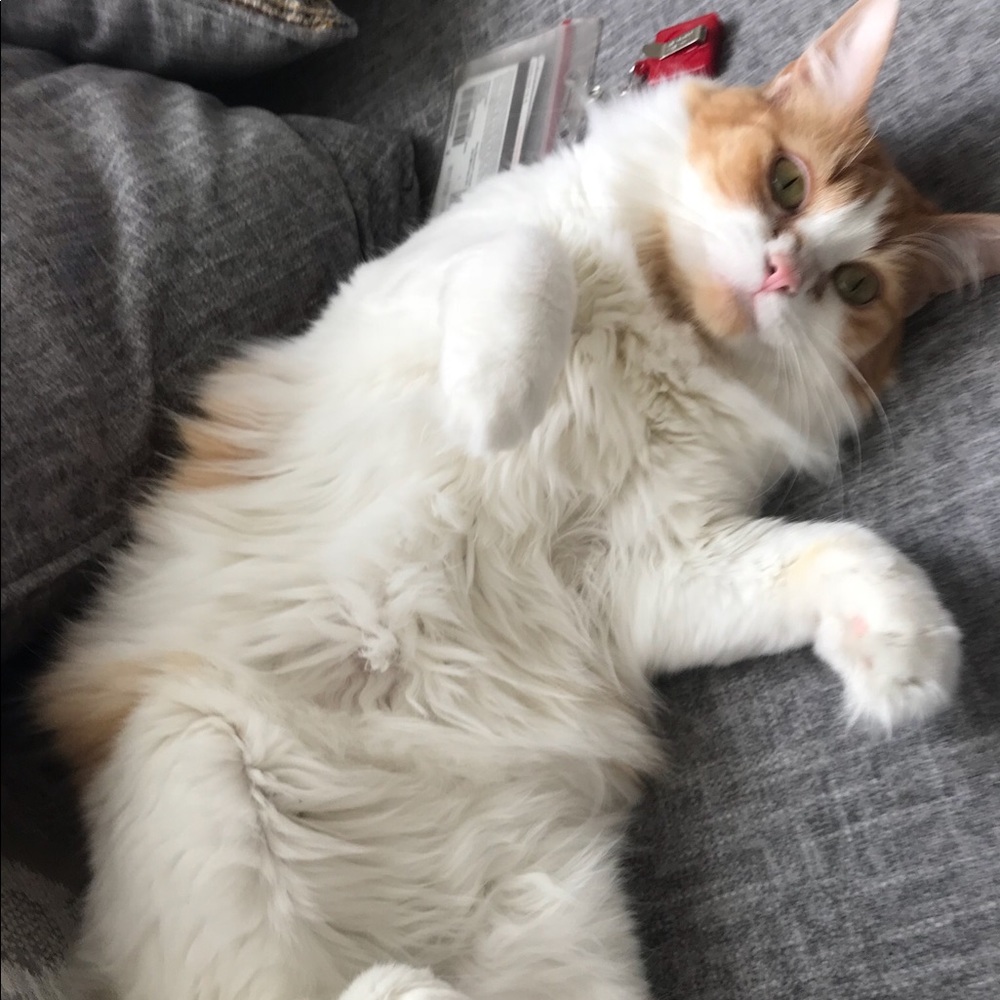 Meet your Posher, Elena